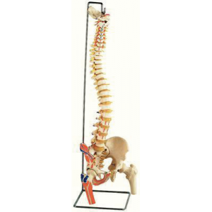 Economical Spine Model With Femur Heads and Muscle Insertions